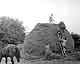 c1949 Making Hay