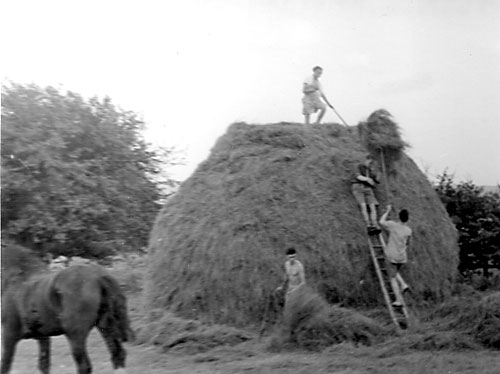 c1949 - making hay